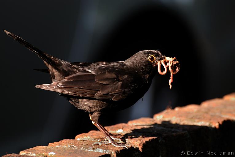 ENE-20090516-0027.jpg - [nl] Merel ( Turdus merula ) | Ommeren, Nederland[en] Blackbird ( Turdus merula ) | Ommeren, The Netherlands